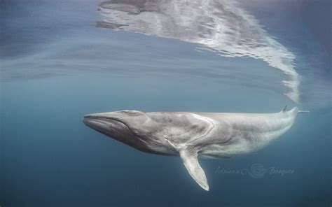 what does a fin whale look like